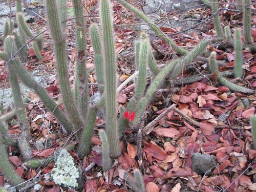 Cleistocactus_samaipatanus_Carmen