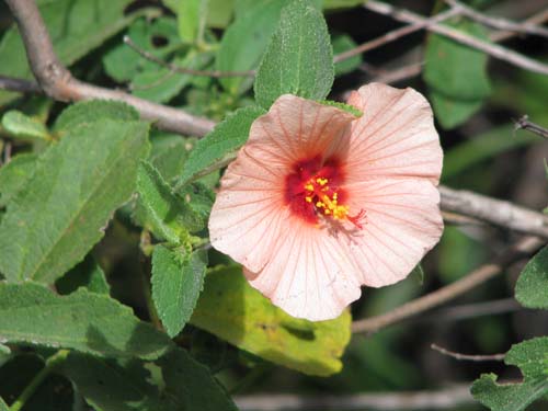 Peltaeachiquitana_Motacu 