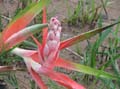 Bromelia_ignaciana_PNNKM