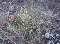 Gomphrena_cardenasii