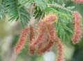 Mimosa_crasspedisetosa