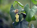 Aristolochia chiquitensis