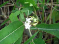 Bromelia_villosa_Concepcion