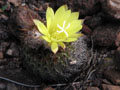 Dyckia_gracilis_El Mirador_Santiago