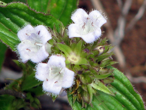 Borreria poaya