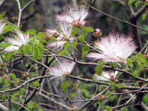 Calliandra harrisii