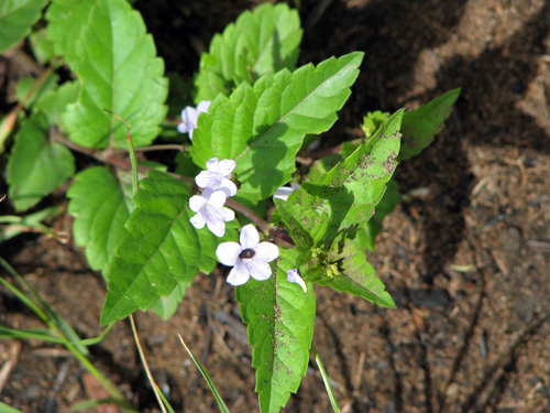 Casselia chamaedryfolia