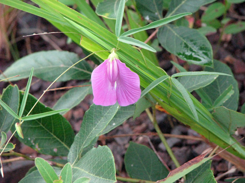 Galactia marginalis