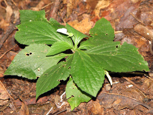 Hybanthus nanus