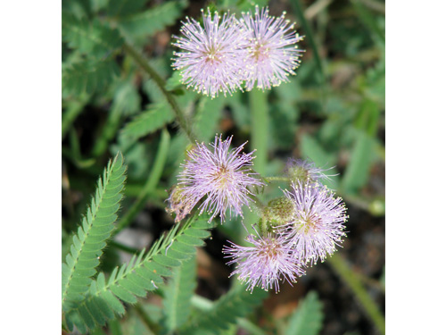 Mimosa alleniana