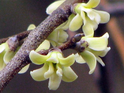 Oxandra reticulata