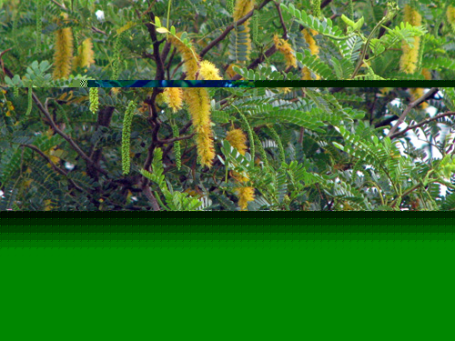 Pityrocarpa moniliformis