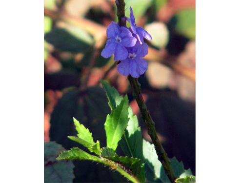 Stachytarpheta mattogrossensis