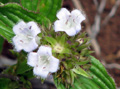 Borreria poaya