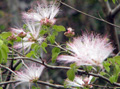 Calliandra harrisii