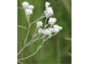 Campuloclinium burchellii