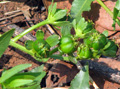 Croton rumicifolius