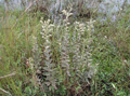 Elephantopus palustris