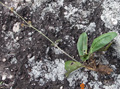 Gomphrena agrestis