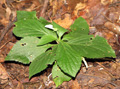 Hybanthus nanus