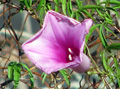 Ipomoea rosea