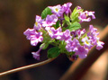Lippia lasiocalycina