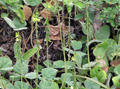 Macroptilium sabarense