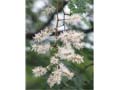 psidium_bergianum