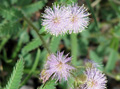Mimosa alleniana