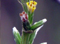 Trixis spicata