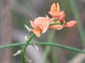 indigofera_bongardiana