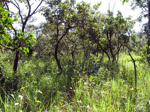 Campo cerrado, San Miquel