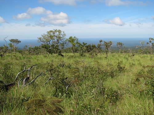 campo
