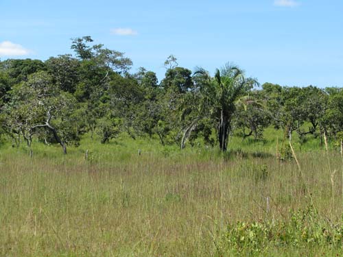 cerrado3