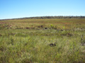 Campo humedo, meseta de la Serrania de Huanchaca