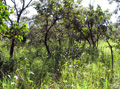 Campo cerrado, San Miquel