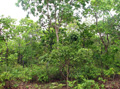 Cerradao San Ignacio