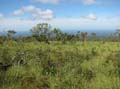 campo