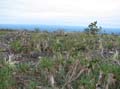 campo3