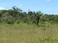 cerrado3
