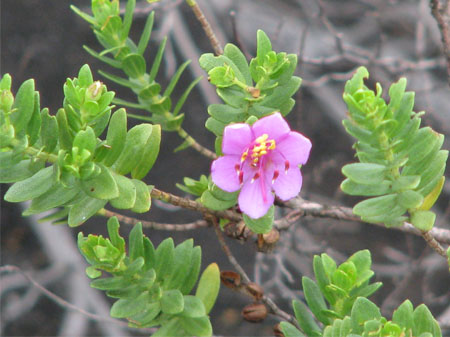 Lavoisiera (Motacu)