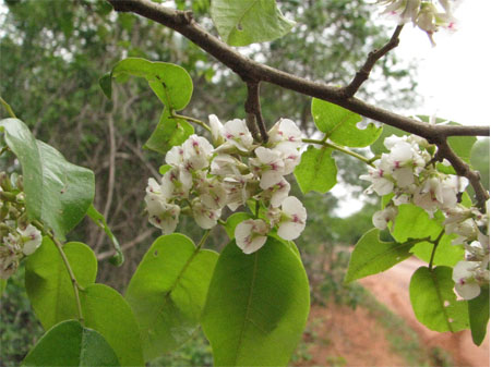Poecilanthe (San Juan)