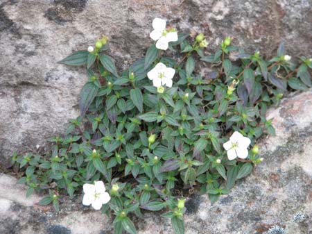 Tibouchina