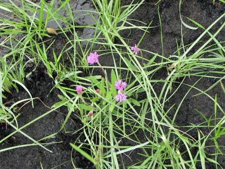 Vernonia_C_Motacu