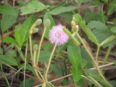 Mimosa sp. de Santiago