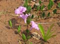 Ipomoea_F_San_Juanamo