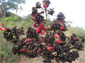 Lutzelbergia (Velasco)