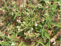 Mikania (Manamo)