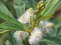 Mimosa jacobita
