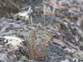 Paspalum (Santiago)